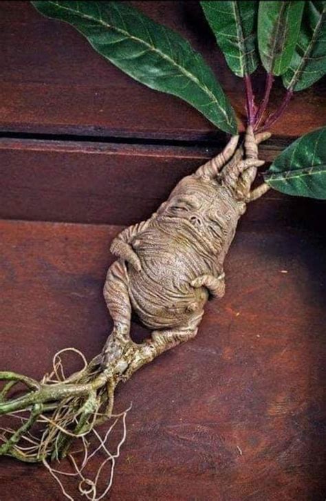 Mandrake Is A Perennial Plant Has Become Famous For Its Roots It Is