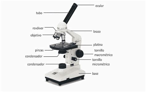 Las Partes De Un Microscopio Y Sus Funciones