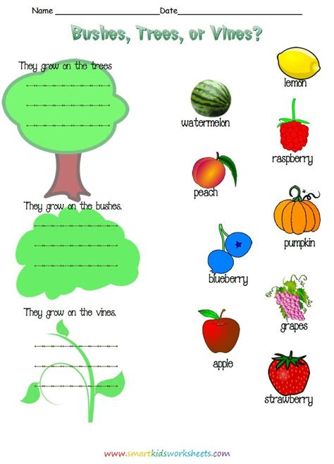 Other fruits that grow this way include oranges, grapefruits, lemons, limes, clementines, tangerines, pears, plums, pomegranates, dates, figs, apricots, cherries, peaches, and many more! 20 best images about Worksheets on Pinterest | Level 3 ...