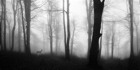 Black And White Stag And Misty Forest Wallpaper Mural Feathr™ Official Site