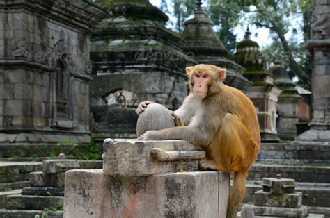 Monkey Temple Temple Ruins Palace Pets Macaque Monkey