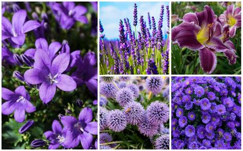 20 Gorgeous Purple Perennials Photos Garden Lovers Club Croton