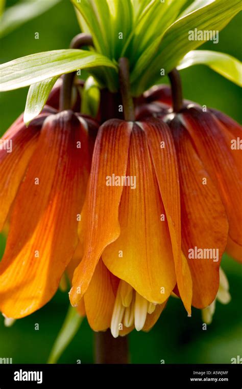 Close Up Shot Of Fritillaria Imperialis Crown Imperial In Natural