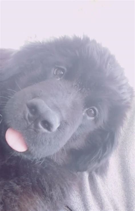 My Little Newfoundland Puppie Srry For The Bad Lkthing But I Really