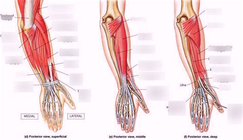 Forearm Muscles Posterior View Diagram Quizlet
