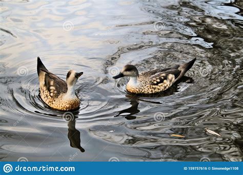 A View Of A Marbled Teal Duck Stock Photo Image Of Nature Mallard