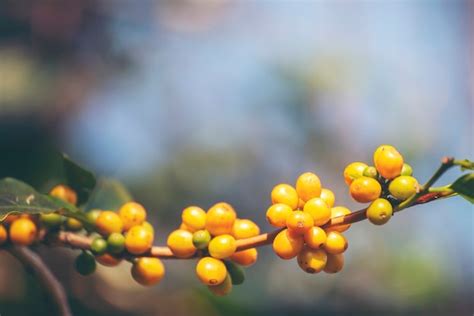 Premium Photo Yellow Coffee Bean Berry Plant Fresh Seed Coffee Tree