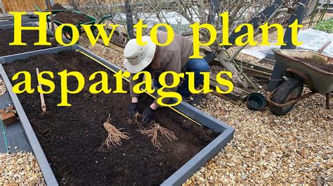 Planting Asparagus Crowns Youtube