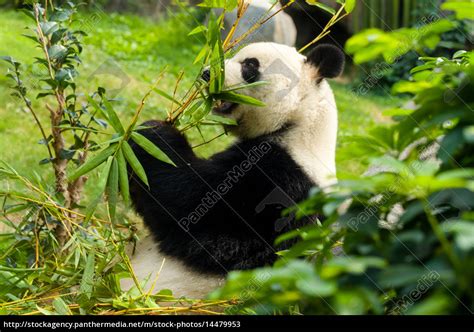 Hungriger Pandabärder Bambus Isst Stockfoto 14479953