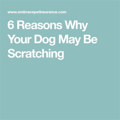 Why Is My Dog So Itchy Common Causes And Remedies Dogs Scratching