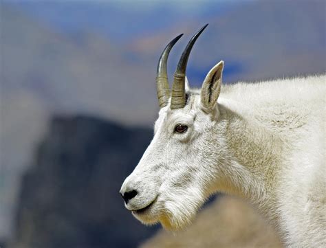 Mountain Goat Close Up Photograph By Vicki Reinke