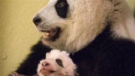 We did not find results for: Il n'y a pas que bébé panda au zoo de Beauval