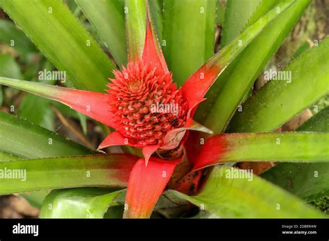 Close Up Of Red Pineapple Flowers Growing On A Tropical Bromeliad Plant
