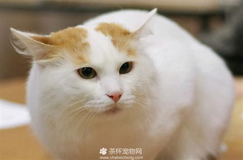 (internet slang) 土雞／土鸡 (tǔjī), 土雞國／土鸡国. 土耳其梵猫图片大全 - 茶杯宠物网