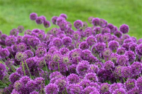 How To Grow Alliums And Flowering Onions Hgtv
