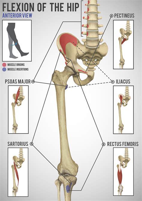 Hip Movement Anatomy On Behance