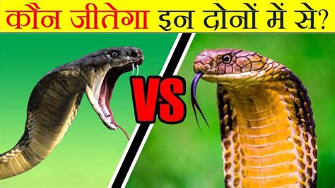 King Cobra Vs Black Mamba Snake Fight Youtube