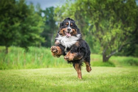 Bernese Mountain Dog Temperament Shedding And Complete Information