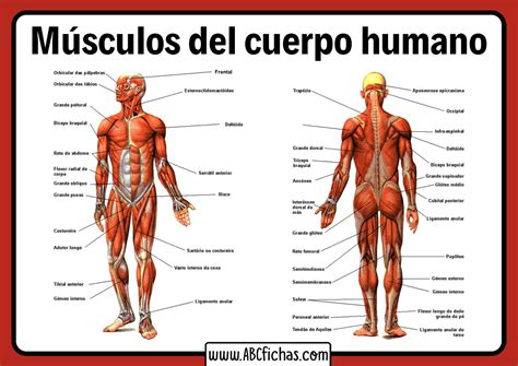 Musculos Del Cuerpo Humano Como Funcionan Pequeocio Musculos Del Images