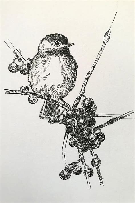 Chickadee Ink Drawing Bird Pen Artwork Bird Black White Graphics