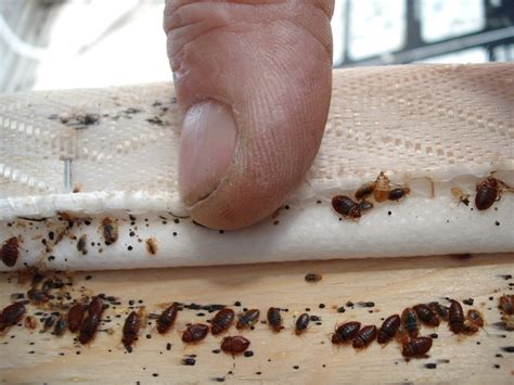What Is The Most Effective Natural Way To Get Rid Of Bed Bugs
