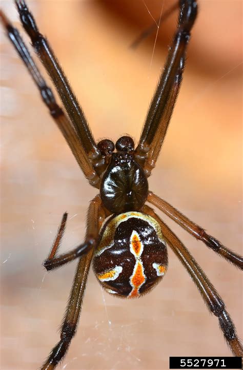 Western Black Widow Latrodectus Hesperus Araneae Theridiidae 5527971