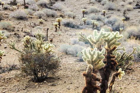 Free Stock Photo Of Cacti In Desert