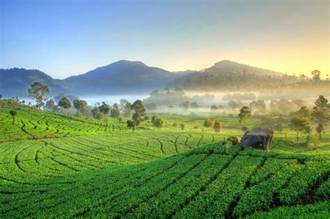 Rekomendasi 4 Wisata Kebun Teh yang Cocok Buat Hunting