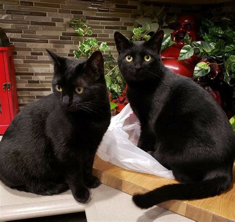 Two Black Cats Sitting On Top Of A Counter