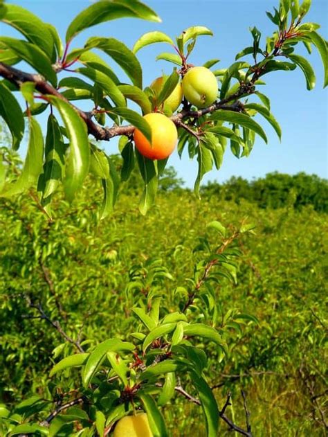 23 Top Types Of Plum Trees Progardentips