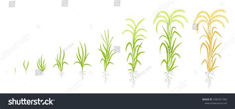 Growth Stages Rice Plant Life Cycle เวกเตอร์สต็อก ปลอดค่าลิขสิทธิ์