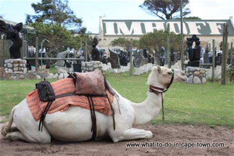 Introducing the imhoff farm, a friendly historical cape farmstead set in an idyllic corner of the cape peninsula. Imhoff Farm
