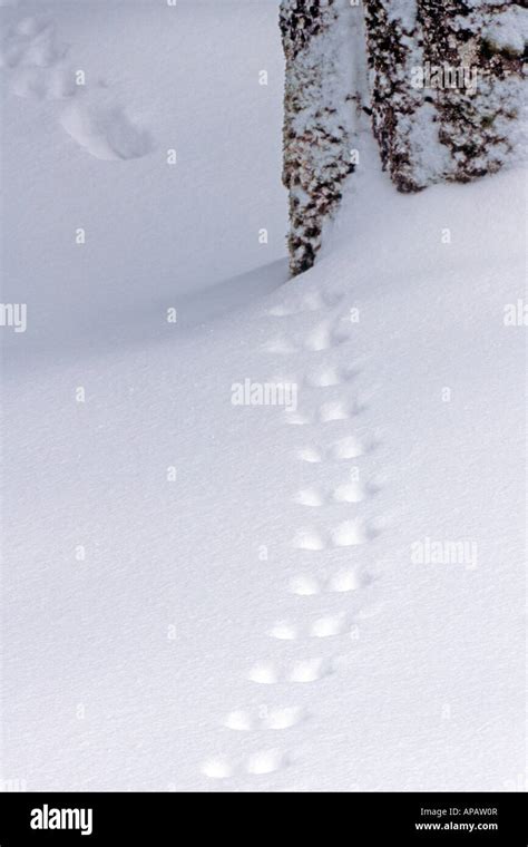 Snow Tracks Squirrel Hi Res Stock Photography And Images Alamy