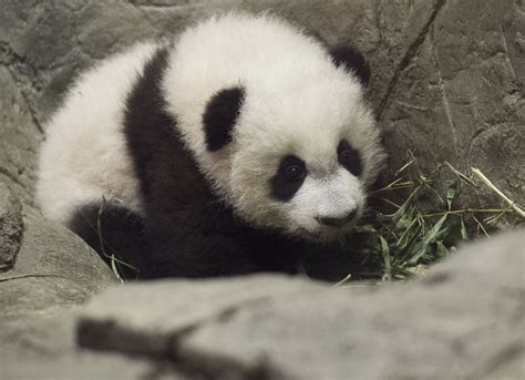 Giant Pandas Are No Longer Endangered After Decades Of Conservation Efforts