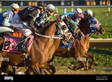 Arabian Horse Racing The Field Breaks From Staring Gate Stock Photo