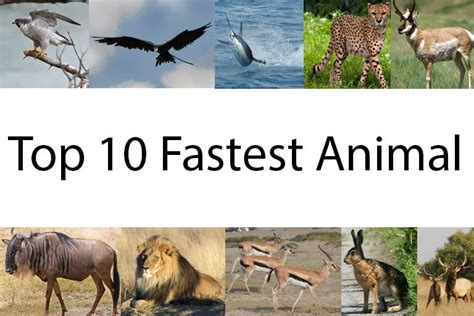 What Are The Top 10 Fastest Animals In The World 2022 🐬 Animalia