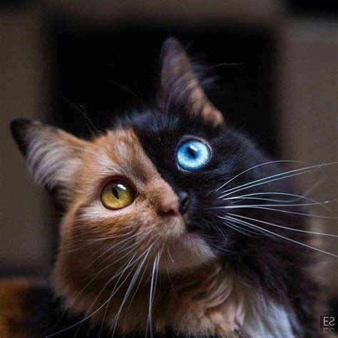Half Tabbyhalf Black Cat Rcats