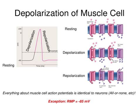 Ppt Muscle Physiology Powerpoint Presentation Id6770239