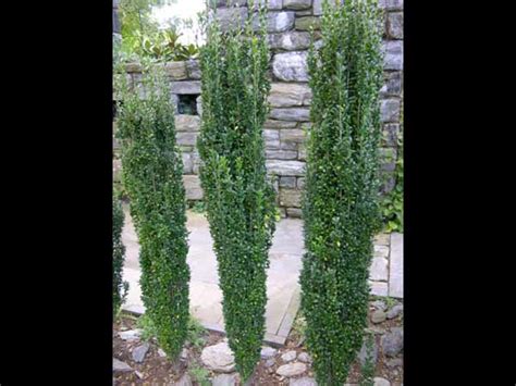 If you need outdoor privacy fence plants in a hurry, privet is what you seek. 7 Plants That Are Good For Fencing - Boldsky.com