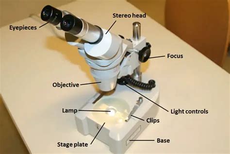 Light Microscope Diagram Labeled Micropedia Images