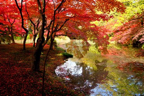 Wallpaper Japan Sunlight Forest Nature Branch Kyoto Autumn