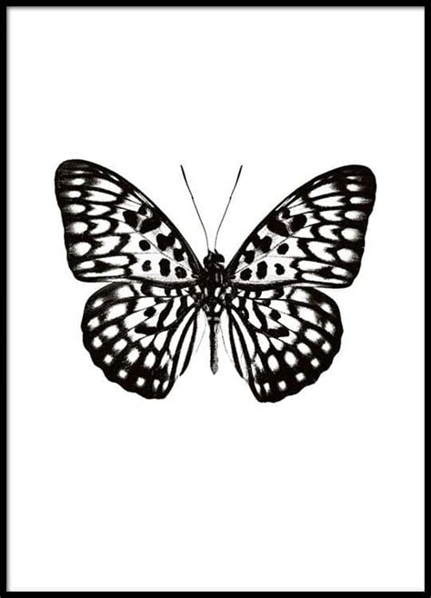 Poster With A Black And White Butterfly Print Online