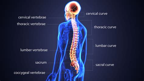 Spine Health Tips Joi Jacksonville Orthopaedic Institute
