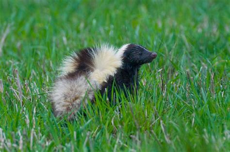 Can Baby Skunks Spray? | Wildlife Tips | Wildside Wildlife