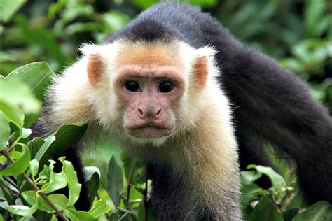 Capuchin Monkey Fun Facts You Need To Know