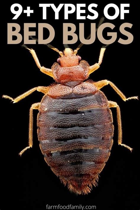 9 Different Types Of Bed Bugs With Pictures Identification Guide