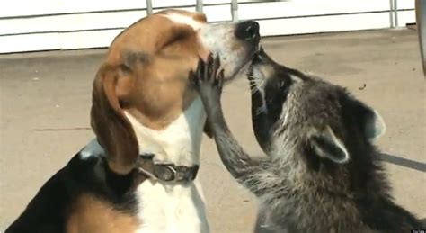 Raccoon Checks Beagle's Teeth: Cute/Ridiculous Animal Thing Of The Day