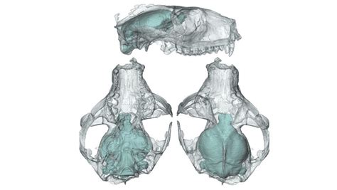 How Did Primate Brains Get So Big