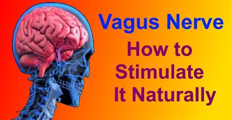 Vagus Nerve Function And How To Stimulate It Naturally Evidence Based