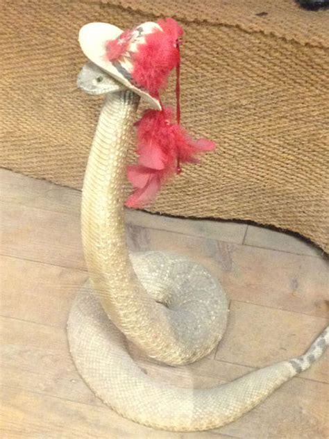 42 Snakes With Hats That Are So Cute Its Getting Really Ridiculous